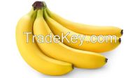 FRESH CAVENDISH BANANAS