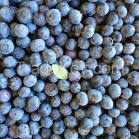 https://ar.tradekey.com/product_view/Blueberries-7835039.html