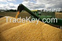 Good quality bulk dried corn for sale