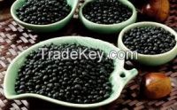 Black Kidney Beans for sale 