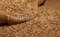 BARLEY SEEDS