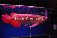 High Quality Super Red Arowana Fish available