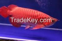 24K Gold Arowana fish available