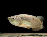 PREMIUM QUALITY ASIAN AROWANA FISHES