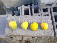 LOOKING 4 INVESTORS: to collect and export FRESH MANGOES