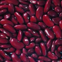 Top Quality New Crop Red Kidney Beans