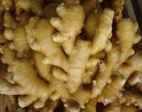 %100Fresh Ginger for sale