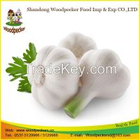 normal white garlic price