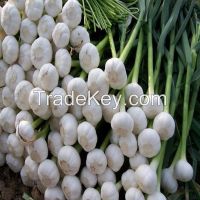 Chinese natural fresh garlic exporter
