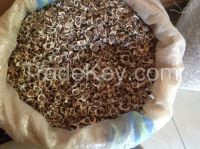 moringa seeds