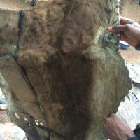 Wet and dry salted and Unsalted Cow hide, Donkey Hide, Goat skin , Rabbit skin, sheep skin