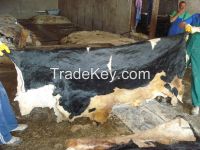 Salted Cow Hides