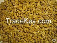 animal feed barley