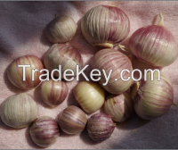 GARLIC SOLO SINGLE CLOVE  MP INDIAN