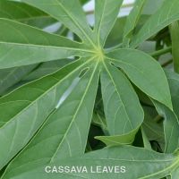 Frozen Cassava Leaves