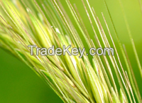 https://ar.tradekey.com/product_view/Agrochemicals-amp-Pesticides-7875935.html