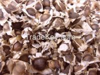 Moringa Seeds for sale