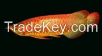 Arowana