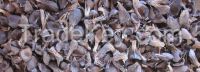 Biomass Palm Kernel Shells