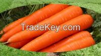 FRESH CARROTS