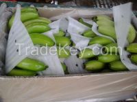 GREEN CAVENDISH BANANA