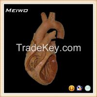 heart cavity structure plastinated specimens price