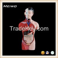 42cm female torso model human anatomy model
