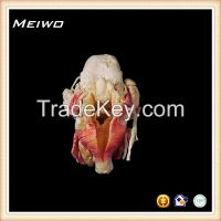 Laryngeal cartilage plastinated specimen for sale
