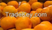 Ponkan Orange