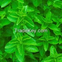 ORGANIC SPEARMINT 