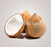 Mature coconut