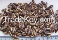 Sunflower seeds