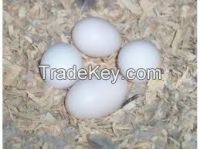 african grey parrot fertile eggs