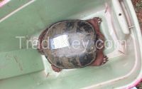 live turtles and turtle meat for sale