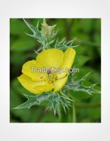 Argemone Mexicana Seeds, Leaves, Flowers and Juice