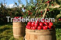 Fresh Apples