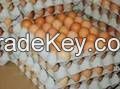 Fresh Table Chicken Eggs ( Brown and White)