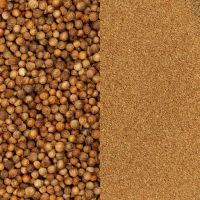 High Quality Ukrainian Coriander