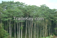 International Forest Products