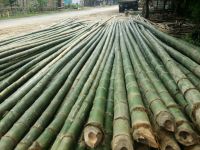 Bamboo poles, bamboo canes, dried yellow for agricultural and furniture