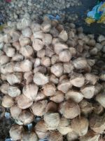 Mature coconut, semi husked mature coconut/ dehusked coconut vietnam Sophia whatsapp +84987364651