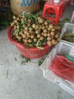 Fresh longan fruit for sales/Ms.Hanna
