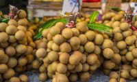 Whole sales fresh longan/Ms.Hanna