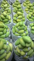 Alphonso mango export from Vietnam/Fresh mango/Ms.Hanna	