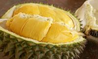 High quality best price fresh durian	