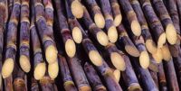 Vietnam Sugar cane/Best quality/Ms.Hanna	