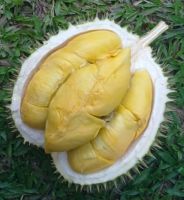 High quality best price fresh durian	