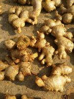 FRESH GINGER- BIG SIZE WHATSAPP +84947 900 124 