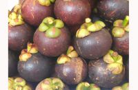 Fresh purple mangosteen lowest price for importers/Ms.Hanna	