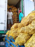 Vietnam mature ginger/Wholesaler fresh ginger/Ms.Hanna	